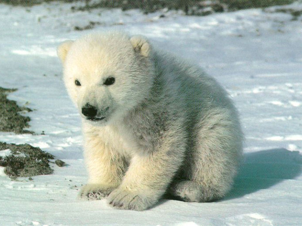 Polar Bear